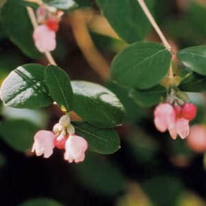 Snowberry Floral do Pacífico