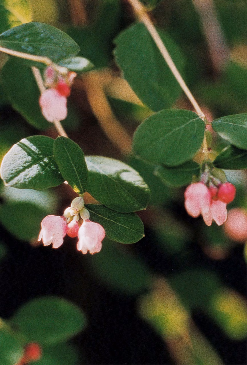 Snowberry Floral do Pacífico