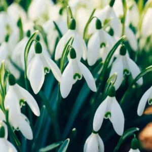 Snowdrop Floral do Pacífico