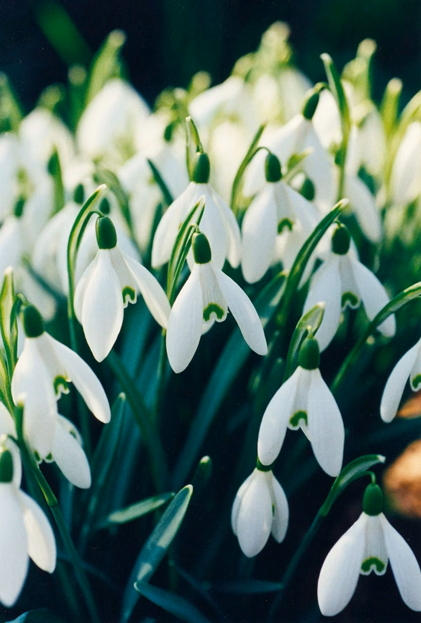 Snowdrop Floral do Pacífico