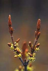 Soapberry Floral do Alaska