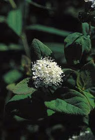 Spiraea Floral do Alaska