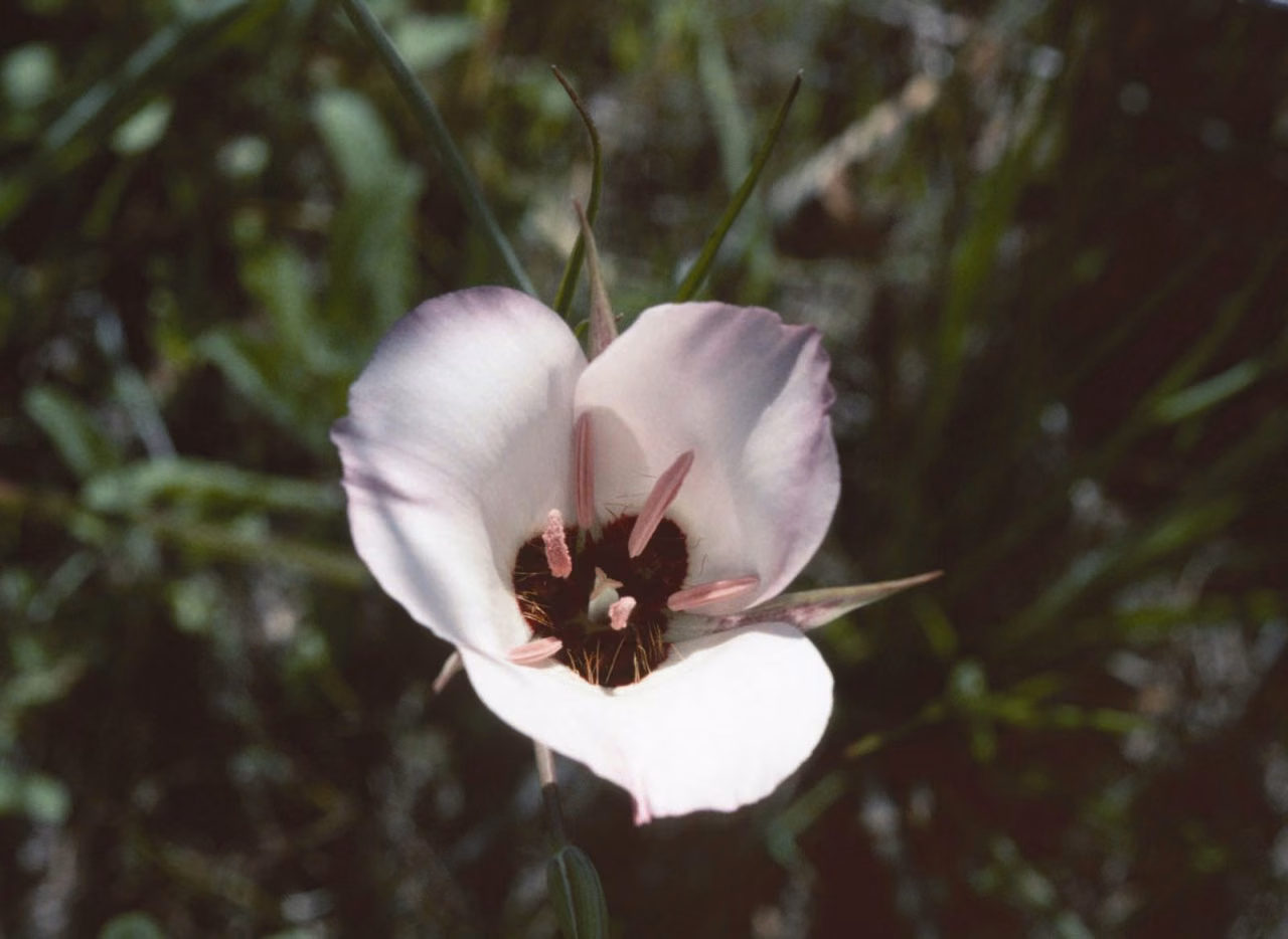 Splendid Mariposa Lily Floral da Califórnia - Imagem 2
