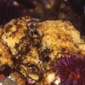 Sponge Essência Marinha do Pacífico
