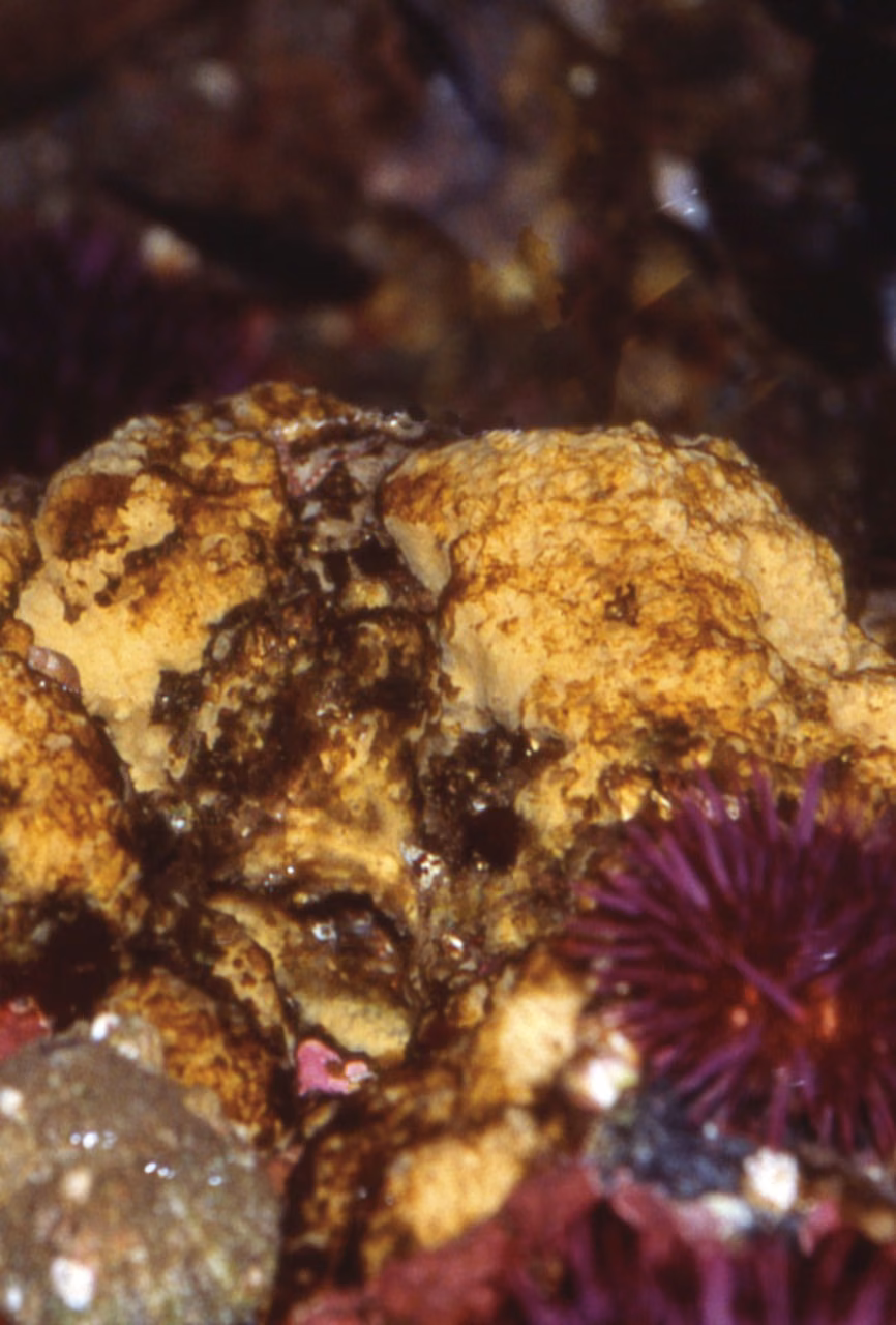 Sponge Essência Marinha do Pacífico