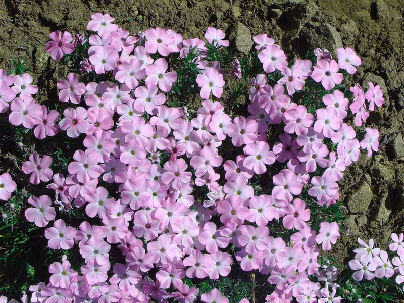 Spreading Phlox Floral da Califórnia - Imagem 2