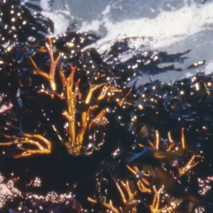 Staghorn Algae Essência Marinha do Pacífico