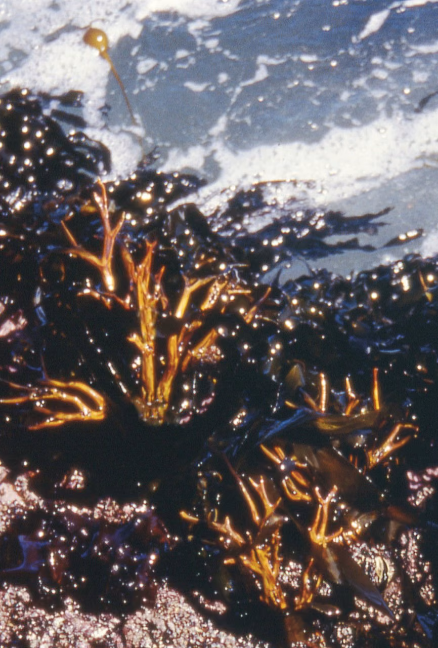 Staghorn Algae Essência Marinha do Pacífico