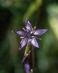 Star Gentian Floral do Alaska