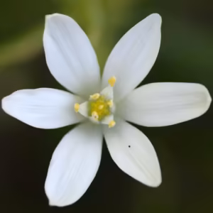 Star of Bethlehem Floral de Bach 20ml