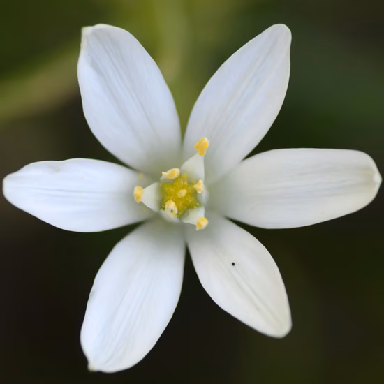 Star of Bethlehem Floral de Bach 20ml