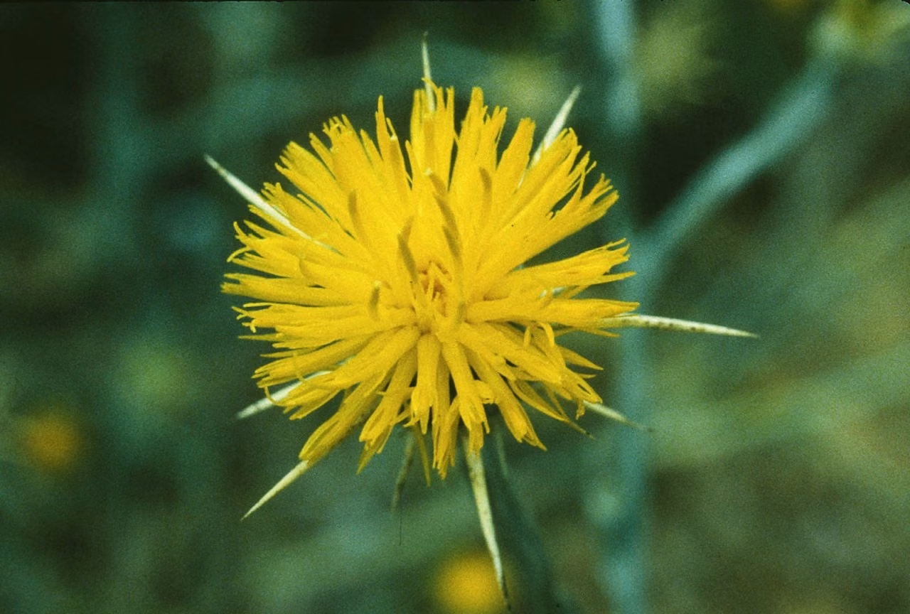 Star Thistle Floral da Califórnia - Imagem 2