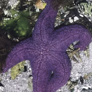 Starfish Essência Marinha do Pacífico