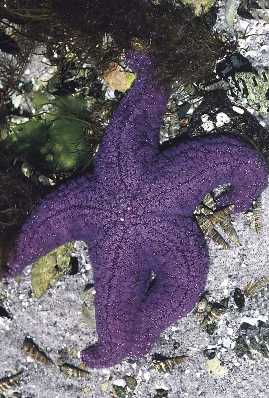 Starfish Essência Marinha do Pacífico