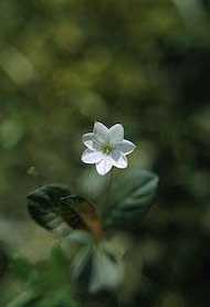Starflower Floral do Alaska