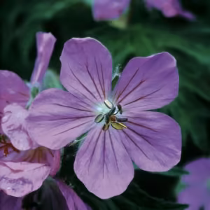 Sticky Geranium Floral do Alaska