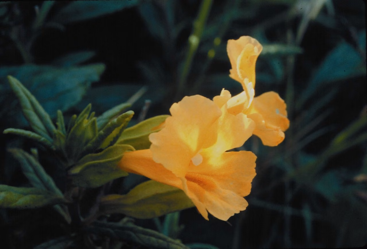 Sticky Monkeyflower Floral da Califórnia - Imagem 2