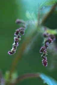 Stinging Nettle Floral do Alaska
