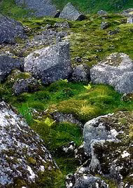Stone Circle Essência Ambiental do Alaska