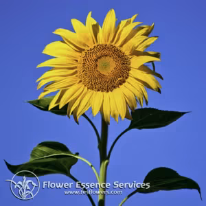Sunflower Floral da Califórnia