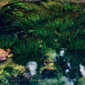 Surfgrass Essência Marinha do Pacífico