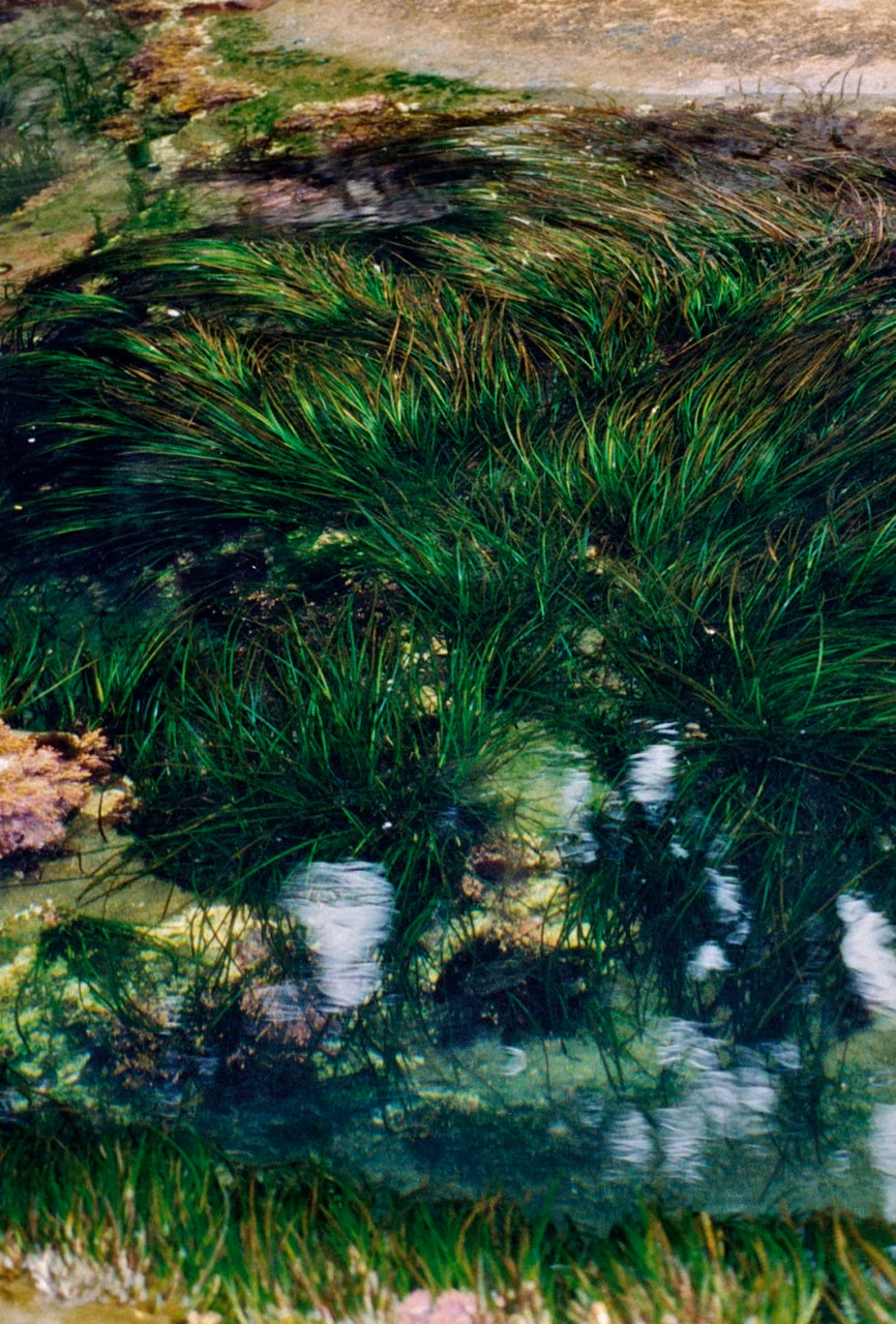 Surfgrass Essência Marinha do Pacífico