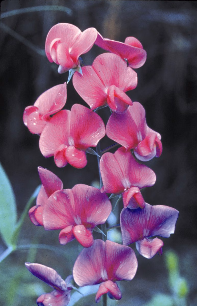 Sweet Pea Floral da Califórnia - Imagem 2