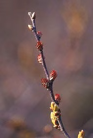 Sweetgale Floral do Alaska