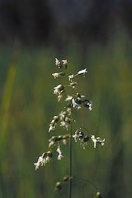 Sweetgrass Floral do Alaska