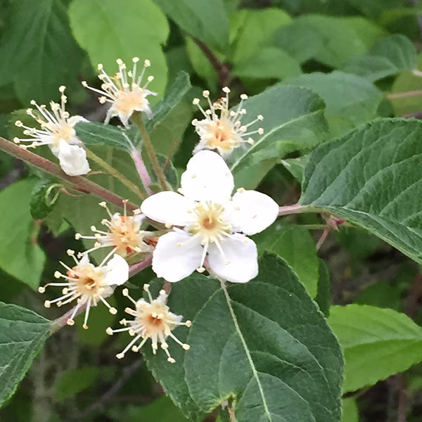 Syringa Floral do Pacífico