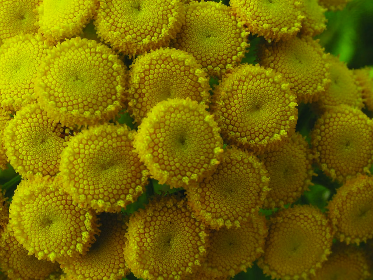 Tansy Floral da Califórnia - Imagem 2