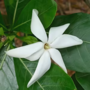 Tiare Gardenia Floral do Hawaii