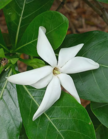 Tiare Gardenia Floral do Hawaii