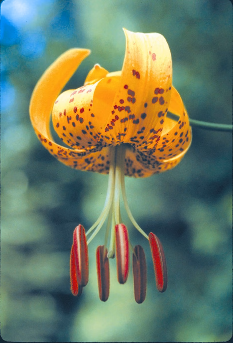 Tiger Lily Floral da Califórnia - Imagem 2