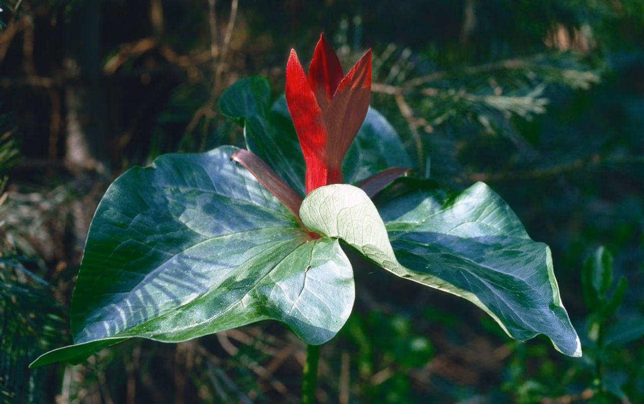 Trillium Floral da Califórnia - Imagem 2