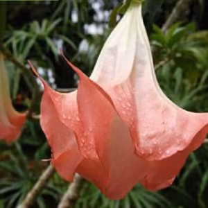 Trombeta de Anjo Rosa Validade Próxima