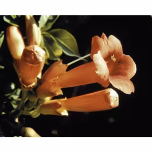 Trumpet Vine Floral Califórnia 30 ml