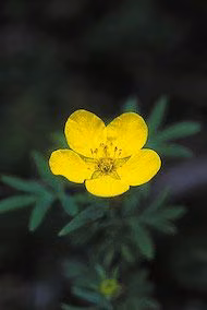 Tundra Rose Floral do Alaska