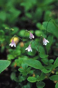 Twinflower Floral do Alaska
