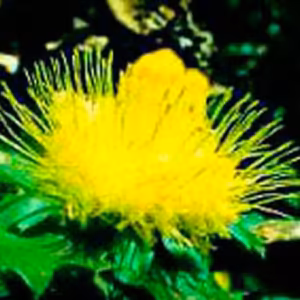 Urchin Dryandra Floral da Living Essences 15 ml