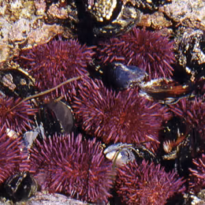 Urchin Essência Marinha do Pacífico