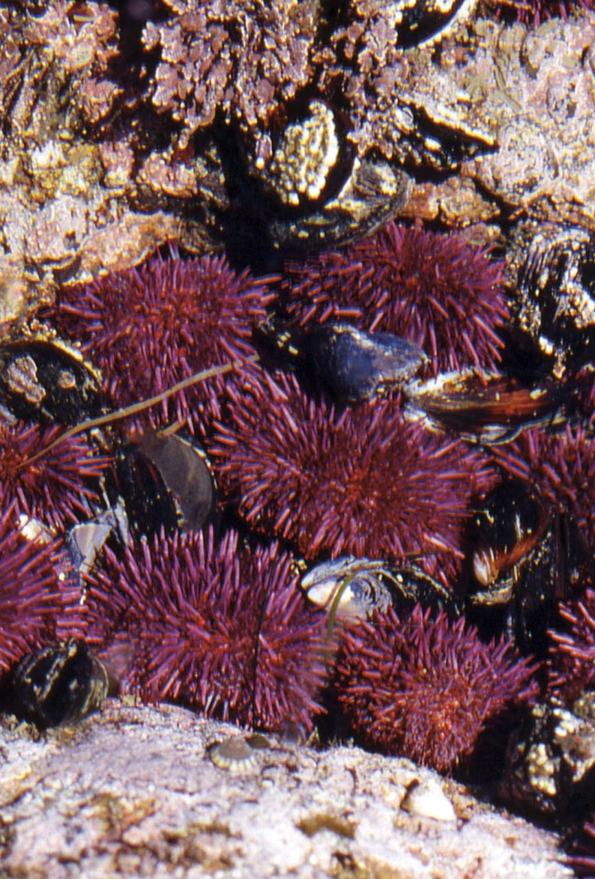 Urchin Essência Marinha do Pacífico
