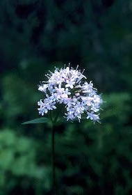 Valerian Floral do Alaska