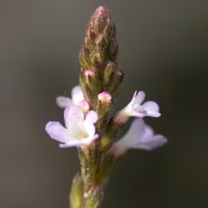 Vervain Floral de Bach 10 ml