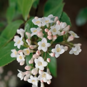 Viburnum Floral do Pacífico