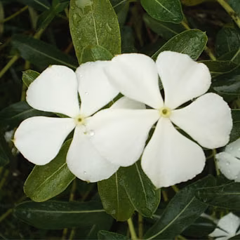 Vinca Branca Floral de Gaia 10 ml