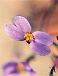 Violet Butterfly Floral da Living Essences 15 ml
