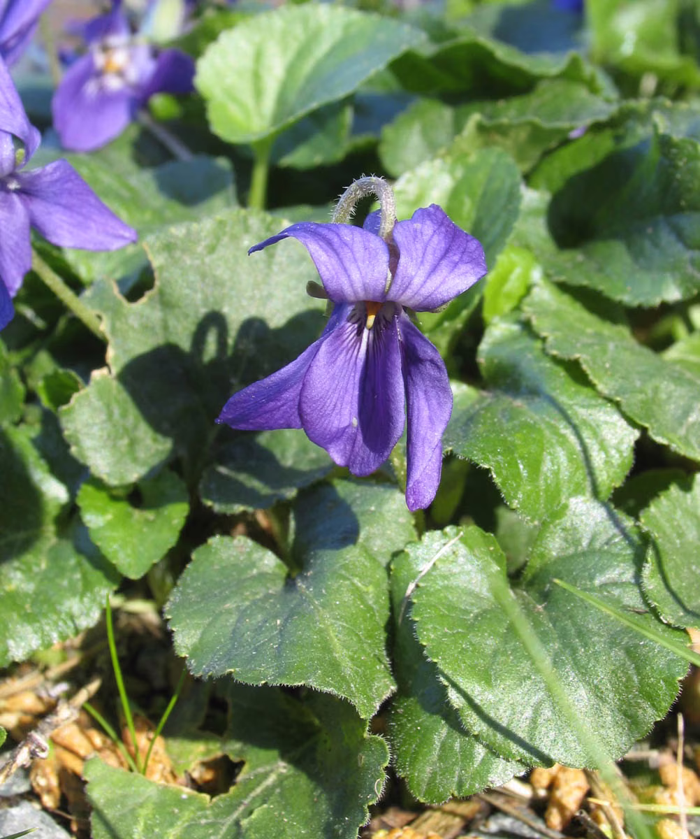 Violet Floral da Califórnia - Imagem 2