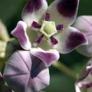 Voo da Águia Fórmula de Gaia 10 ml