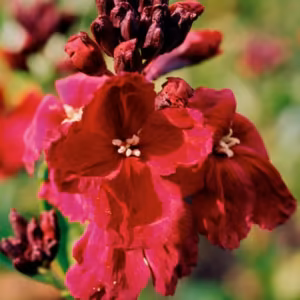 Wallflower Floral do Pacífico